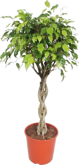 Goed & Groen - Ficus Exotica - XL - ↨ 120cm - Potmaat 30 - Exclusieve Kwaliteit Planten - Kamer Plant - Kamerplanten - Sfeer - Interieur
