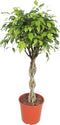 Goed & Groen - Ficus Exotica - XL - ↨ 120cm - Potmaat 30 - Exclusieve Kwaliteit Planten - Kamer Plant - Kamerplanten - Sfeer - Interieur