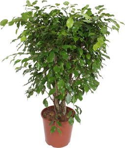 Goed & Groen - Ficus Exotica - XL - ↨ 120cm - Potmaat 30 - Exclusieve Kwaliteit Planten - Kamer Plant - Kamerplanten - Sfeer - Interieur
