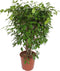 Goed & Groen - Ficus Exotica - XL - ↨ 120cm - Potmaat 30 - Exclusieve Kwaliteit Planten - Kamer Plant - Kamerplanten - Sfeer - Interieur