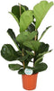 Goed & Groen - FIcus Lyrata - ↨ 110cm - Potmaat 24 - Exclusieve Kwaliteit Planten - Kamer Plant - Kamerplanten - Sfeer - Interieur