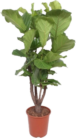Goed & Groen - Ficus Lyrata - ↨ 140cm - XXL - Potmaat 27 - Exclusieve Kwaliteit Planten - Kamer Plant - Kamerplanten - Sfeer - Interieur