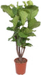 Goed & Groen - Ficus Lyrata - ↨ 140cm - XXL - Potmaat 27 - Exclusieve Kwaliteit Planten - Kamer Plant - Kamerplanten - Sfeer - Interieur