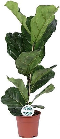 Goed & Groen - Ficus Lyrata - ↨ 60cm - Potmaat 17 - Exclusieve Kwaliteit Planten - Kamer Plant - Kamerplanten - Sfeer - Interieur