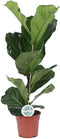 Goed & Groen - Ficus Lyrata - ↨ 60cm - Potmaat 17 - Exclusieve Kwaliteit Planten - Kamer Plant - Kamerplanten - Sfeer - Interieur
