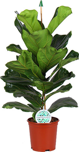 Goed & Groen - Ficus Lyrata - ↨ 90cm - Potmaat 21 - Exclusieve Kwaliteit Planten - Kamer Plant - Kamerplanten - Sfeer - Interieur