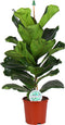 Goed & Groen - Ficus Lyrata - ↨ 90cm - Potmaat 21 - Exclusieve Kwaliteit Planten - Kamer Plant - Kamerplanten - Sfeer - Interieur