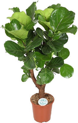 Goed & Groen - FIcus Lyrata (vertakt) - XL - ↨ 130cm - Potmaat 27 - Exclusieve Kwaliteit Planten - Kamer Plant - Kamerplanten - Sfeer - Interieur