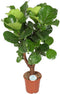 Goed & Groen - FIcus Lyrata (vertakt) - XL - ↨ 130cm - Potmaat 27 - Exclusieve Kwaliteit Planten - Kamer Plant - Kamerplanten - Sfeer - Interieur