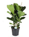 Goed & Groen - FIcus Lyrata - XL - ↨ 135cm - Potmaat 35 - Exclusieve Kwaliteit Planten - Kamer Plant - Kamerplanten - Sfeer - Interieur