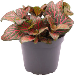 Goed & Groen - Fittonia Joly Josan Red - ↨ 10cm - Potmaat 6 - Exclusieve Kwaliteit Planten - Kamer Plant - Kamerplanten - Sfeer - Interieur