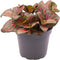 Goed & Groen - Fittonia Joly Josan Red - ↨ 10cm - Potmaat 6 - Exclusieve Kwaliteit Planten - Kamer Plant - Kamerplanten - Sfeer - Interieur