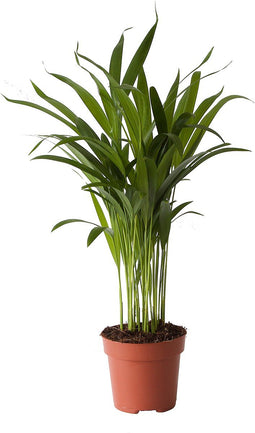Goed & Groen - Goudpalm (Areca / Dypsis Palm) - ↨ 40cm - Potmaat 12 - Exclusieve Kwaliteit Planten - Kamer Plant - Kamerplanten - Sfeer - Interieur