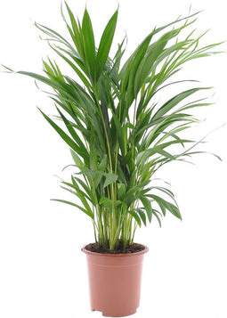 Goed & Groen - Goudpalm (Areca / Dypsis Palm) - ↨ 65cm - Potmaat 17 - Exclusieve Kwaliteit Planten - Kamer Plant - Kamerplanten - Sfeer - Interieur