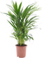 Goed & Groen - Goudpalm (Areca / Dypsis Palm) - ↨ 65cm - Potmaat 17 - Exclusieve Kwaliteit Planten - Kamer Plant - Kamerplanten - Sfeer - Interieur