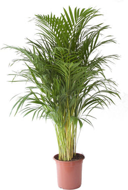 Goed & Groen - Goudpalm - XL - ↨ 125cm - Potmaat 24 - Exclusieve Kwaliteit Planten - Kamer Plant - Kamerplanten - Sfeer - Interieur