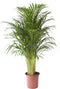 Goed & Groen - Goudpalm - XL - ↨ 125cm - Potmaat 24 - Exclusieve Kwaliteit Planten - Kamer Plant - Kamerplanten - Sfeer - Interieur