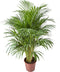 Goed & Groen - Goudpalm - XL - ↨ 125cm - Potmaat 24 - Exclusieve Kwaliteit Planten - Kamer Plant - Kamerplanten - Sfeer - Interieur