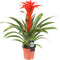 Goed & Groen - Guzmania Calypso - ↨ 48cm - Potmaat 12 - Exclusieve Kwaliteit Planten - Kamer Plant - Kamerplanten - Sfeer - Interieur