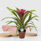 Goed & Groen - Guzmania Deseo Pink single - ↨ 40cm - Potmaat 12 - Exclusieve Kwaliteit Planten - Kamer Plant - Kamerplanten - Sfeer - Interieur