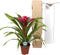 Goed & Groen - Guzmania Deseo Pink single - ↨ 40cm - Potmaat 12 - Exclusieve Kwaliteit Planten - Kamer Plant - Kamerplanten - Sfeer - Interieur
