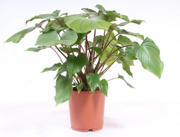 Goed & Groen - Homalomena rubescens ‘Maggy’ - ↨ 80cm - Potmaat 24 - Exclusieve Kwaliteit Planten - Kamer Plant - Kamerplanten - Sfeer - Interieur