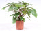 Goed & Groen - Homalomena rubescens ‘Maggy’ - ↨ 80cm - Potmaat 24 - Exclusieve Kwaliteit Planten - Kamer Plant - Kamerplanten - Sfeer - Interieur