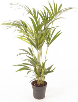 Goed & Groen - Howea forsteriana (Kentia) - ↨ 100cm - Potmaat 19 - Exclusieve Kwaliteit Planten - Kamer Plant - Kamerplanten - Sfeer - Interieur