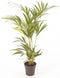 Goed & Groen - Howea forsteriana (Kentia) - ↨ 100cm - Potmaat 19 - Exclusieve Kwaliteit Planten - Kamer Plant - Kamerplanten - Sfeer - Interieur