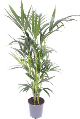 Goed & Groen - Howea forsteriana (Kentia) - XXL - ↨ 170cm - Potmaat 24 - Exclusieve Kwaliteit Planten - Kamer Plant - Kamerplanten - Sfeer - Interieur
