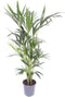 Goed & Groen - Howea forsteriana (Kentia) - XXL - ↨ 170cm - Potmaat 24 - Exclusieve Kwaliteit Planten - Kamer Plant - Kamerplanten - Sfeer - Interieur