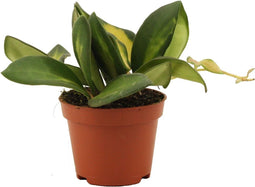 Goed & Groen - Hoya Burtoniae variegata - ↨ 7cm - Potmaat 6 - Exclusieve Kwaliteit Planten - Kamer Plant - Kamerplanten - Sfeer - Interieur