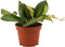 Goed & Groen - Hoya Burtoniae variegata - ↨ 7cm - Potmaat 6 - Exclusieve Kwaliteit Planten - Kamer Plant - Kamerplanten - Sfeer - Interieur
