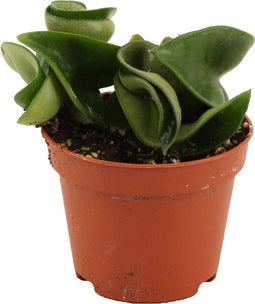 Goed & Groen - Hoya carnosa 'Compacta' - ↨ 7cm - Potmaat 6 - Exclusieve Kwaliteit Planten - Kamer Plant - Kamerplanten - Sfeer - Interieur