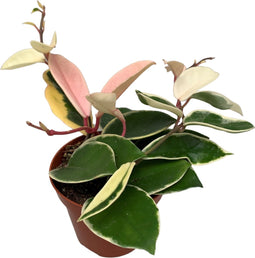 Goed & Groen - Hoya carnosa 'Krimson Queen' - ↨ 10cm - Potmaat 9 - Exclusieve Kwaliteit Planten - Kamer Plant - Kamerplanten - Sfeer - Interieur