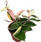 Goed & Groen - Hoya carnosa 'Krimson Queen' - ↨ 10cm - Potmaat 9 - Exclusieve Kwaliteit Planten - Kamer Plant - Kamerplanten - Sfeer - Interieur