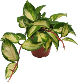 Goed & Groen - Hoya Carnosa 'Tricolor' - ↨ 10cm - Potmaat 9 - Exclusieve Kwaliteit Planten - Kamer Plant - Kamerplanten - Sfeer - Interieur
