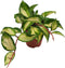 Goed & Groen - Hoya Carnosa 'Tricolor' - ↨ 10cm - Potmaat 9 - Exclusieve Kwaliteit Planten - Kamer Plant - Kamerplanten - Sfeer - Interieur