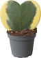 Goed & Groen - Hoya kerrii Variegata - ↨ 15cm - Potmaat 6 - Exclusieve Kwaliteit Planten - Kamer Plant - Kamerplanten - Sfeer - Interieur