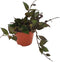 Goed & Groen - Hoya krohniana 'Black Leaves' - ↨ 10cm - Potmaat 9 - Exclusieve Kwaliteit Planten - Kamer Plant - Kamerplanten - Sfeer - Interieur