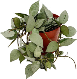 Goed & Groen - Hoya krohniana 'Eskimo' - ↨ 10cm - Potmaat 9 - Exclusieve Kwaliteit Planten - Kamer Plant - Kamerplanten - Sfeer - Interieur