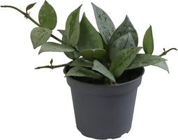 Goed & Groen - Hoya krohniana 'Eskimo' - ↨ 15cm - Potmaat 6 - Exclusieve Kwaliteit Planten - Kamer Plant - Kamerplanten - Sfeer - Interieur