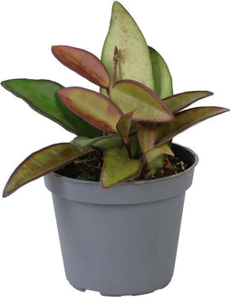 Goed & Groen - Hoya Rosita - ↨ 10cm - Potmaat 6 - Exclusieve Kwaliteit Planten - Kamer Plant - Kamerplanten - Sfeer - Interieur