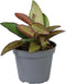 Goed & Groen - Hoya Rosita - ↨ 10cm - Potmaat 6 - Exclusieve Kwaliteit Planten - Kamer Plant - Kamerplanten - Sfeer - Interieur