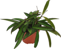 Goed & Groen - Hoya wayetii - ↨ 10cm - Potmaat 9 - Exclusieve Kwaliteit Planten - Kamer Plant - Kamerplanten - Sfeer - Interieur