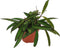 Goed & Groen - Hoya wayetii - ↨ 10cm - Potmaat 9 - Exclusieve Kwaliteit Planten - Kamer Plant - Kamerplanten - Sfeer - Interieur