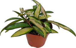 Goed & Groen - Hoya wayetii 'Tricolor' - ↨ 10cm - Potmaat 9 - Exclusieve Kwaliteit Planten - Kamer Plant - Kamerplanten - Sfeer - Interieur