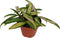 Goed & Groen - Hoya wayetii 'Tricolor' - ↨ 10cm - Potmaat 9 - Exclusieve Kwaliteit Planten - Kamer Plant - Kamerplanten - Sfeer - Interieur