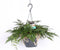 Goed & Groen - Humata Tyermannii - ↨ 30cm - Potmaat 17 - Exclusieve Kwaliteit Planten - Kamer Plant - Kamerplanten - Sfeer - Interieur