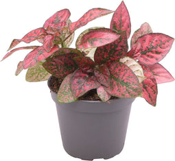 Goed & Groen - Hypoestes Phyllosachya Red - ↨ 10cm - Potmaat 6 - Exclusieve Kwaliteit Planten - Kamer Plant - Kamerplanten - Sfeer - Interieur